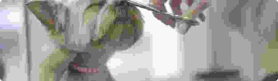 Melon